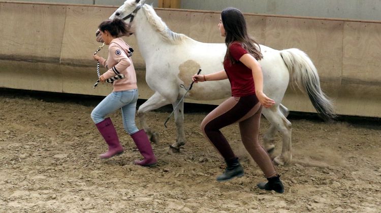 EQUITATION : EQUIFEEL - (11/17 ans)